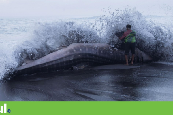 CITES eleva protecção de 70 espécies de tubarão, raias e mantas