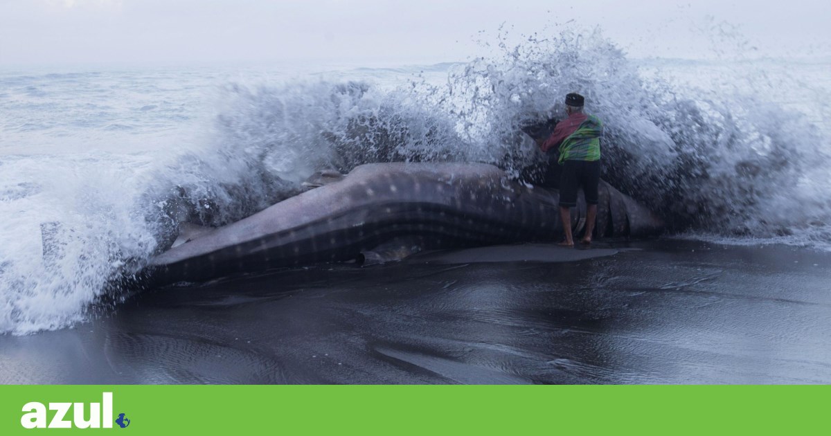 CITES eleva protecção de 70 espécies de tubarão, raias e mantas