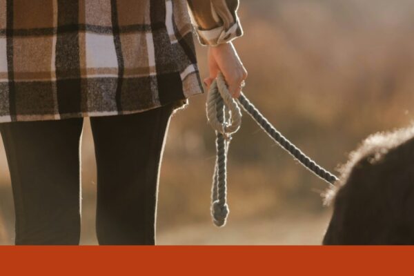 Cabo rasgado terá causado a morte de dois cães por electrocussão em Odivelas