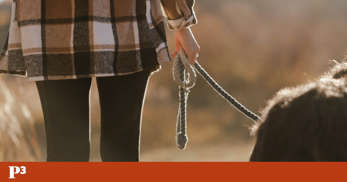 Cabo rasgado terá causado a morte de dois cães por electrocussão em Odivelas