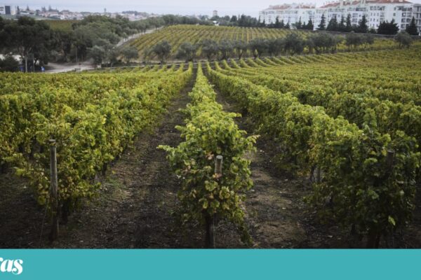 Fugas especial traz futuro do sector, frente-a-frente na tasca e vinhos para o Natal