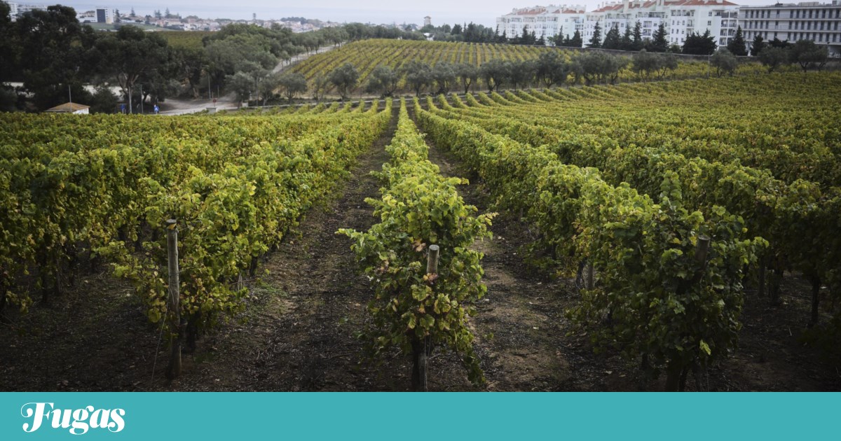 Fugas especial traz futuro do sector, frente-a-frente na tasca e vinhos para o Natal