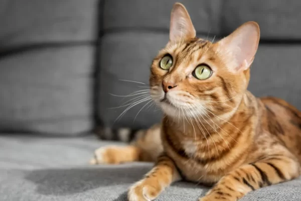 Gato doméstico chegou à Europa milhares de anos depois do que se pensava