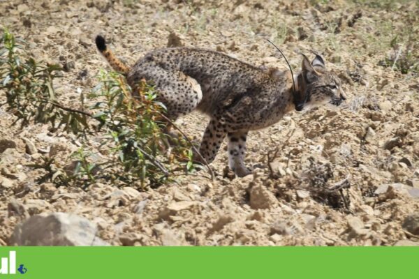 Lince ibérico continua a estar ameaçado apesar de “crescimento espectacular”