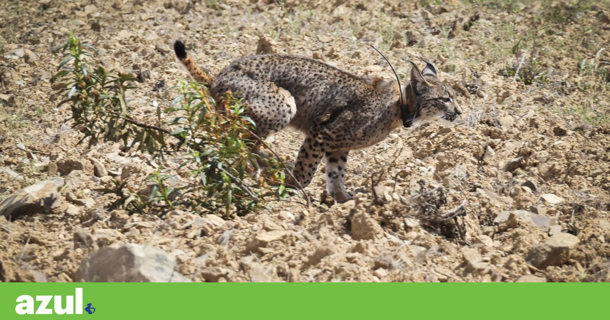 Lince ibérico continua a estar ameaçado apesar de “crescimento espectacular”