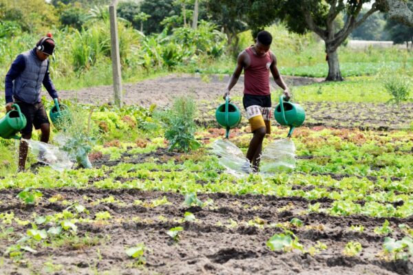 Maputo: União de Camponeses pede disseminação de leis a favor das mulheres nas zonas rurais