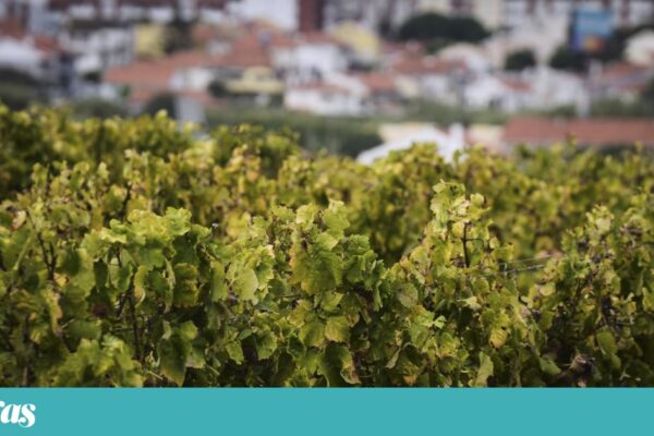 O licoroso que é doce, salgado e “seco” e nasce numa micro-região chamada Carcavelos