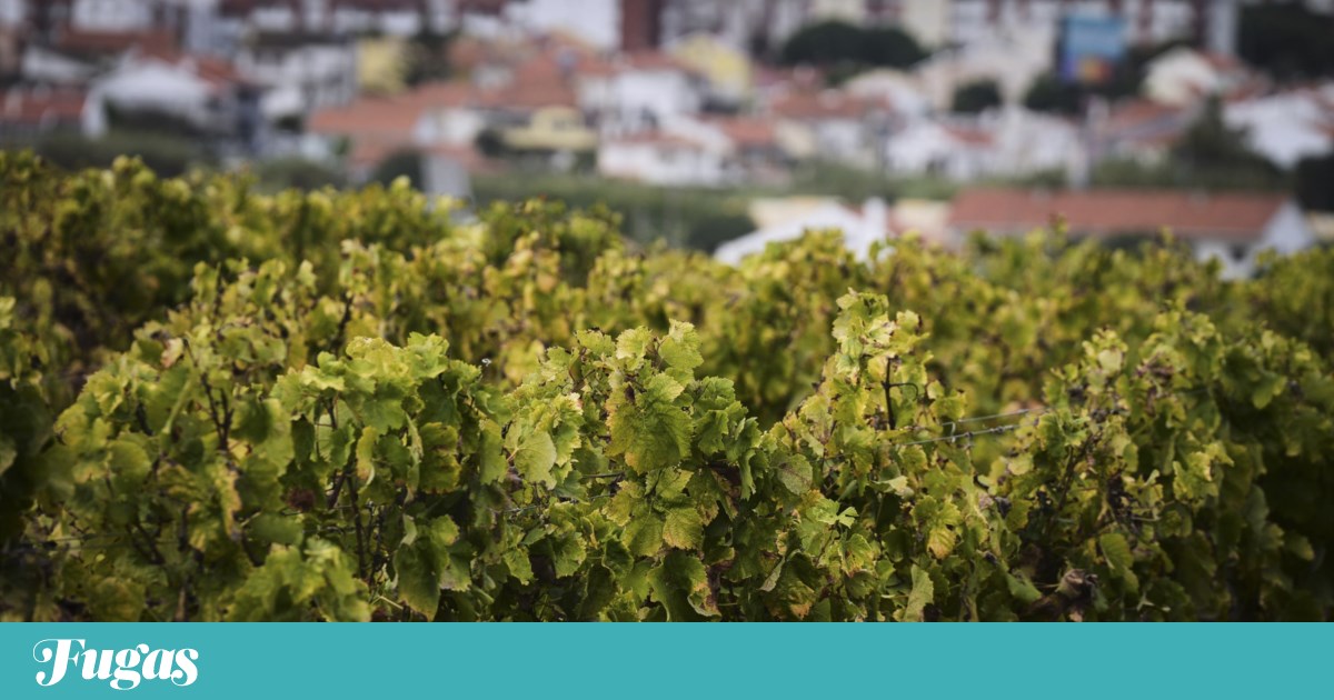 O licoroso que é doce, salgado e “seco” e nasce numa micro-região chamada Carcavelos