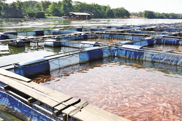 País pretende aumentar potencial da aquacultura