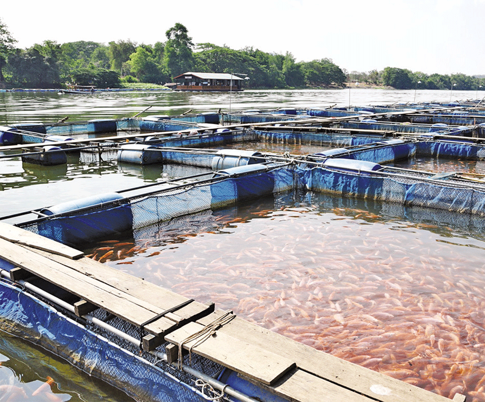 País pretende aumentar potencial da aquacultura
