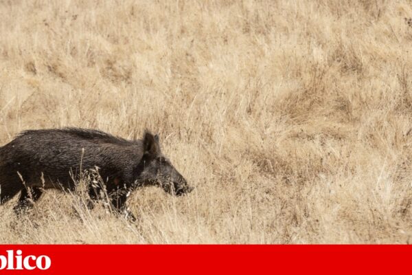 Peste suína africana chegou à Península Ibérica