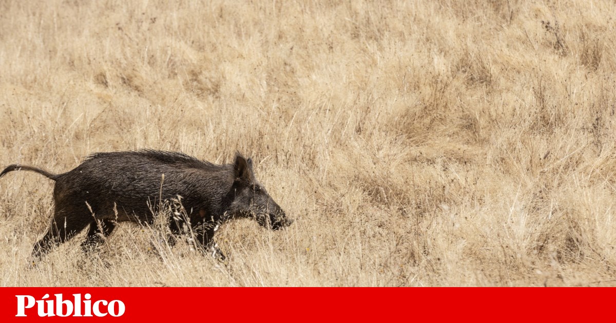 Peste suína africana chegou à Península Ibérica