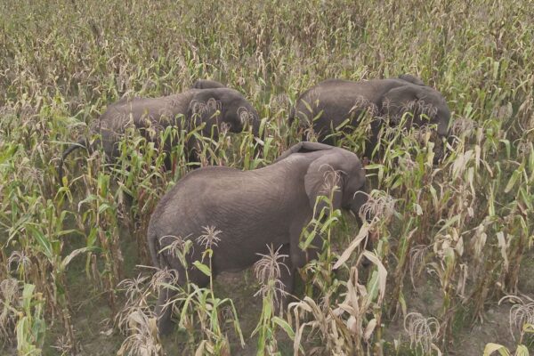 Sofala: Elefantes e hipopótamos devastam culturas
