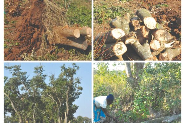 A floresta ou a vida ‎Estórias de cortar o coração!