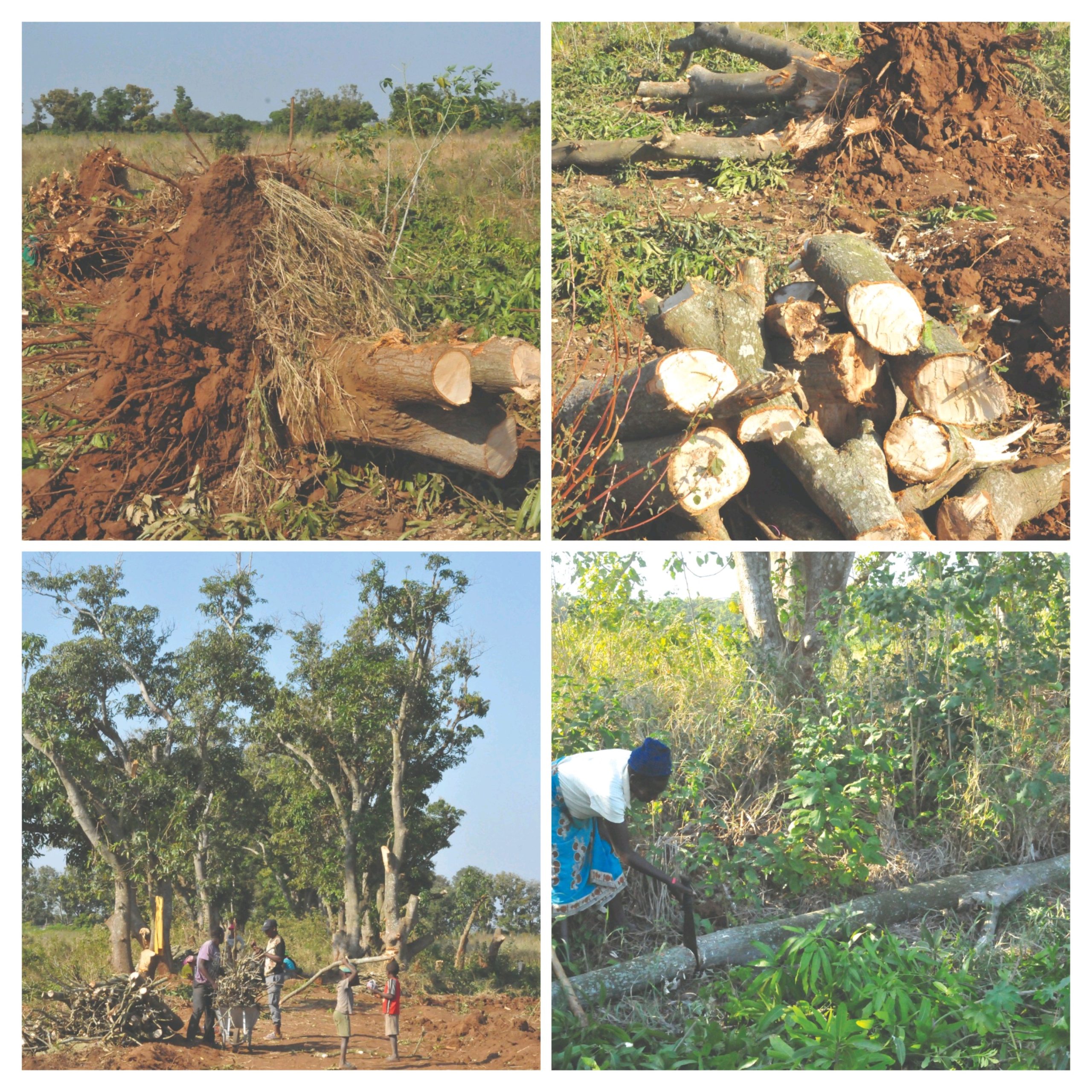 A floresta ou a vida ‎Estórias de cortar o coração!