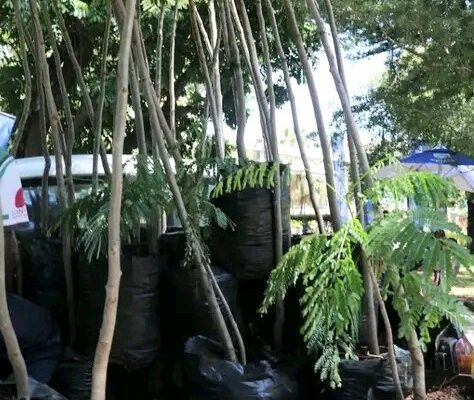 CMM recebe mil mudas de árvores