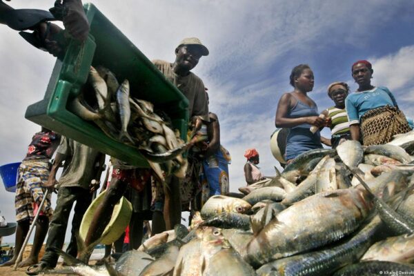 Estado perde anualmente 70 milhões dólares devido à pesca ilegal