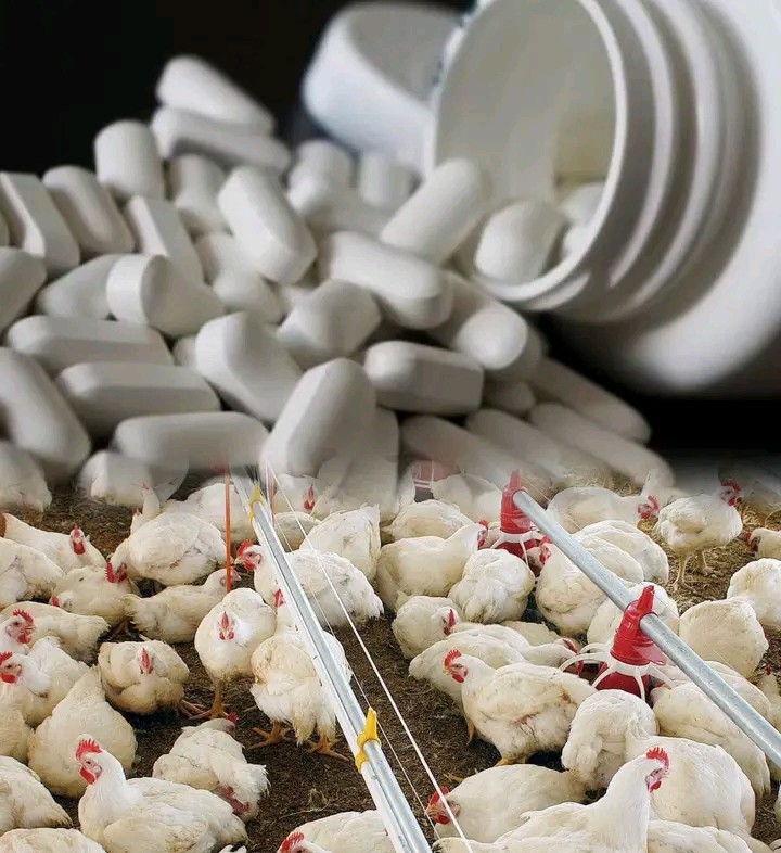 MISAU investiga alegada produção de frangos com base em antiretrovirais em Tete