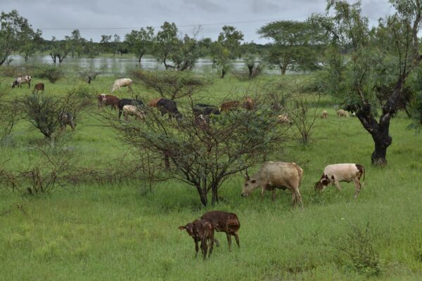 Criadores alertam para risco de surto de doenças