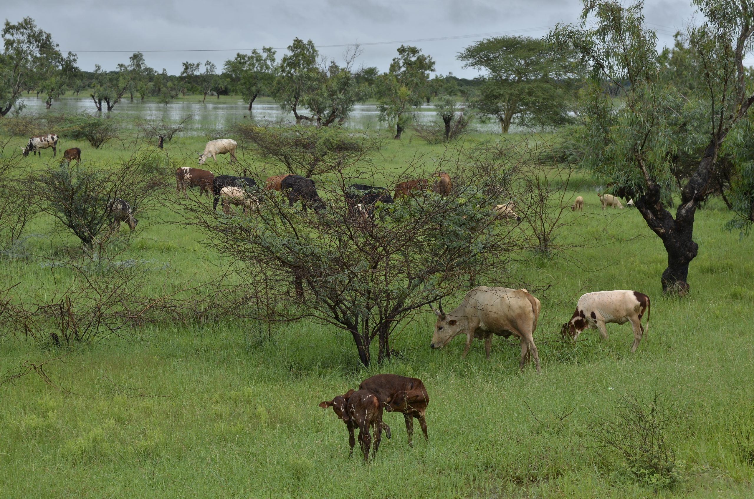 Criadores alertam para risco de surto de doenças