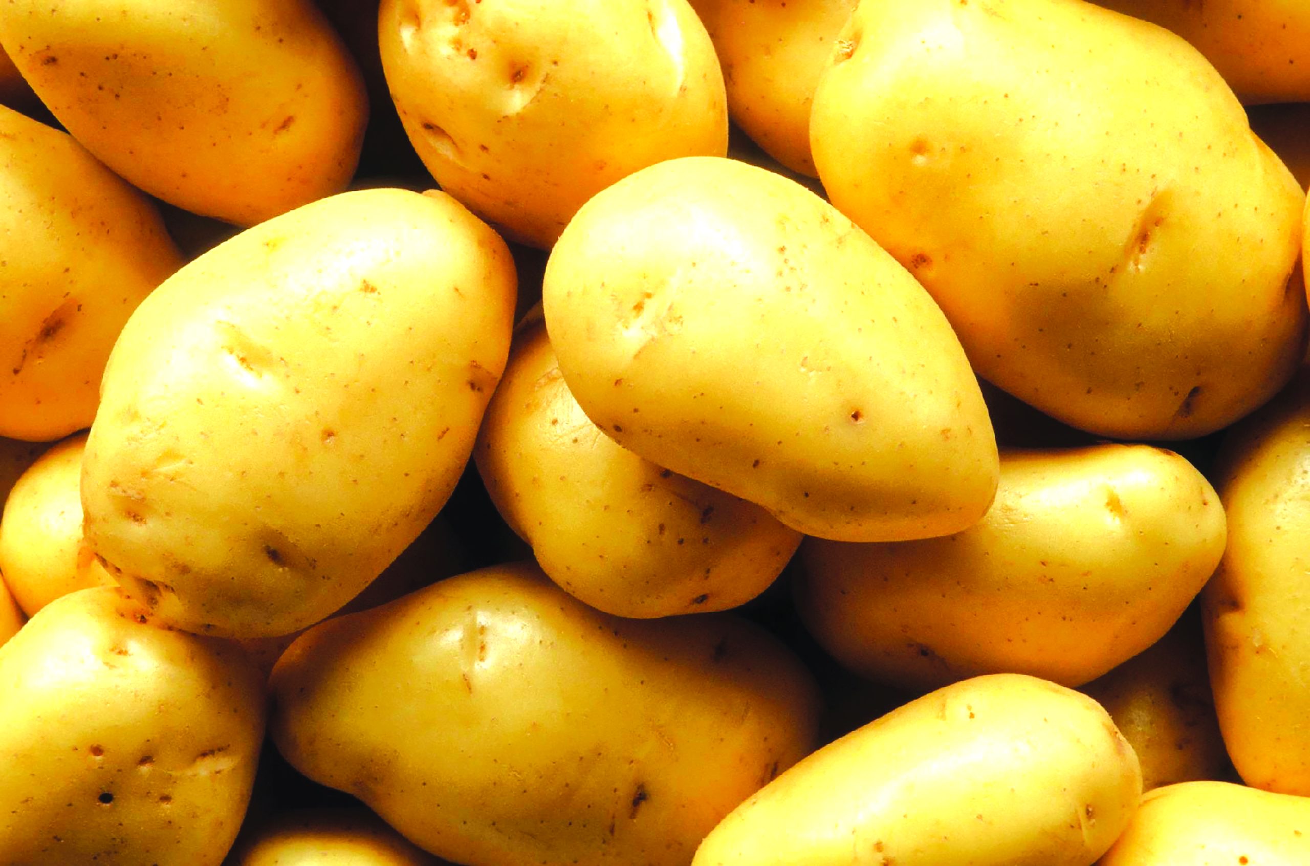 Melhora produção de batata em Gorongosa