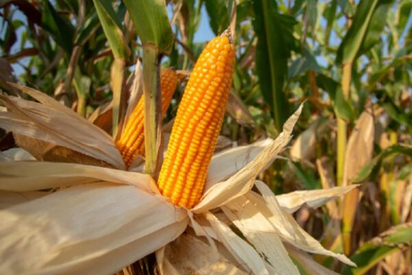 Retirada licença à “Moz Store Seed”