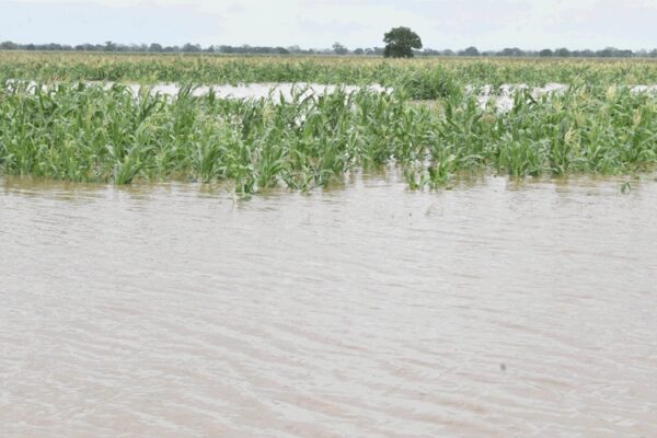 Submersos 174 mil hectares de culturas
