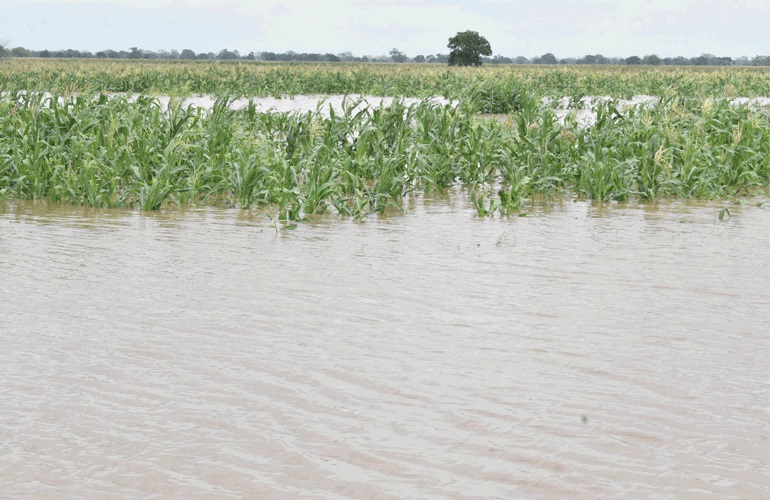 Submersos 174 mil hectares de culturas