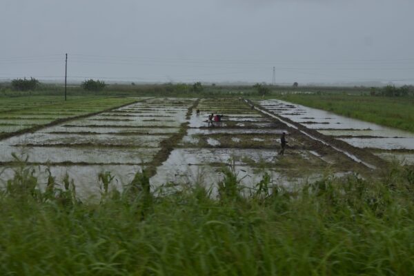 Agricultores perdem mais de 260 mil hectares