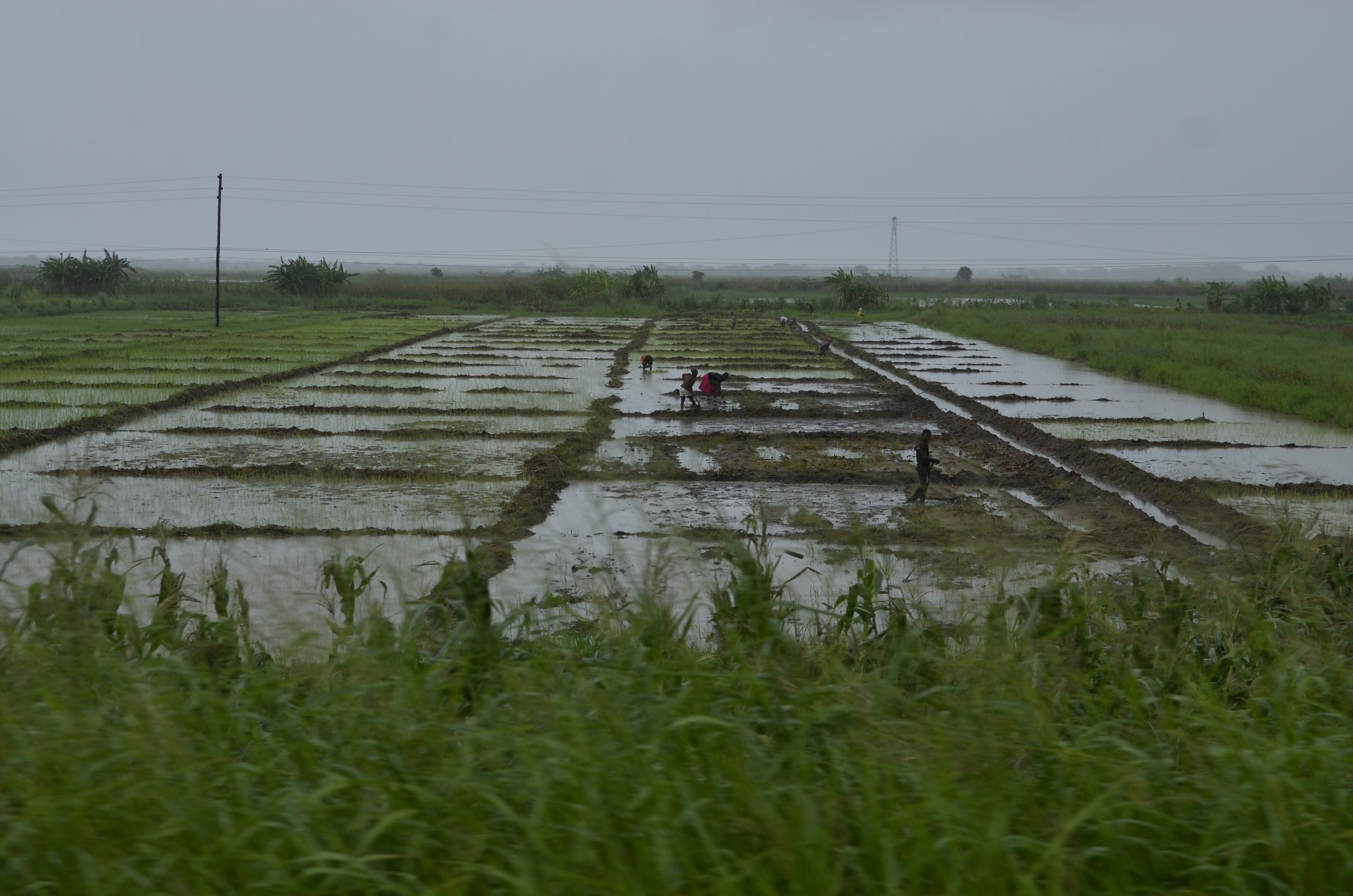 Agricultores perdem mais de 260 mil hectares