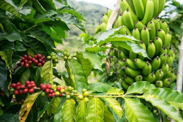 BANANA E CAFÉ: Guijá perde produção e diverso equipamento agrícola