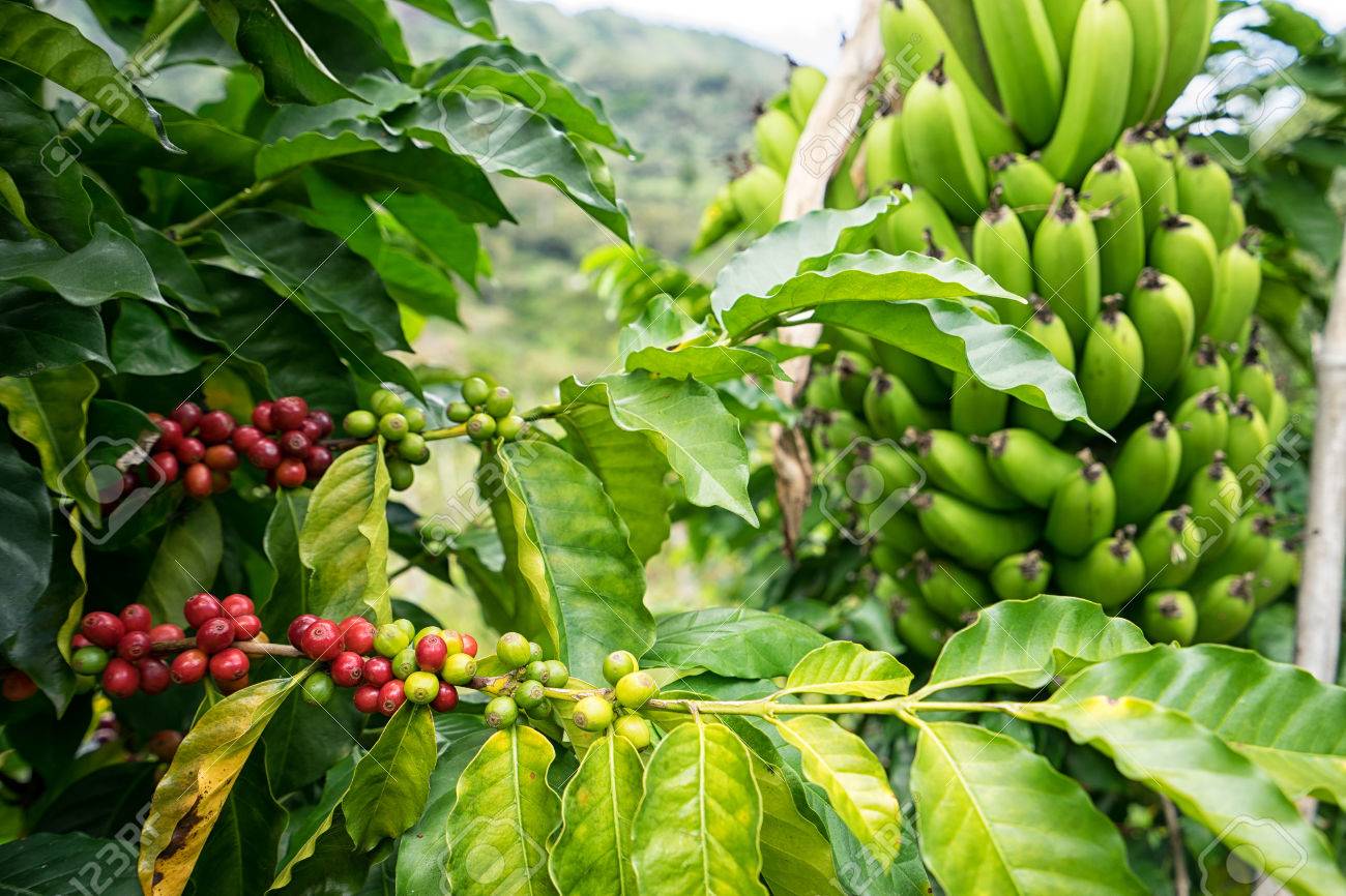 BANANA E CAFÉ: Guijá perde produção e diverso equipamento agrícola