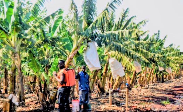 Guijá perde produção de banana e café