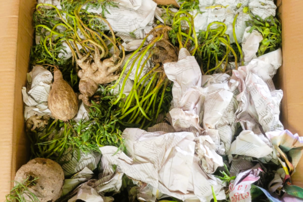 NO AEROPORTO INTERNACIONAL DE MAPUTO: Apreendidas plantas na rota do contrabando