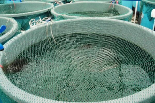 Sofala precisa de 18 milhões de meticais para salvar a aquacultura local