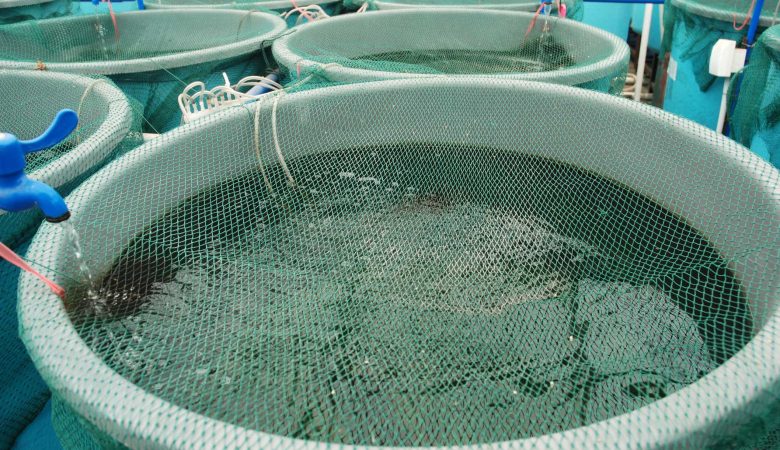 Sofala precisa de 18 milhões de meticais para salvar a aquacultura local