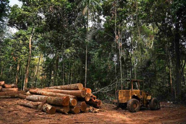Aprovada quota para exploração florestal