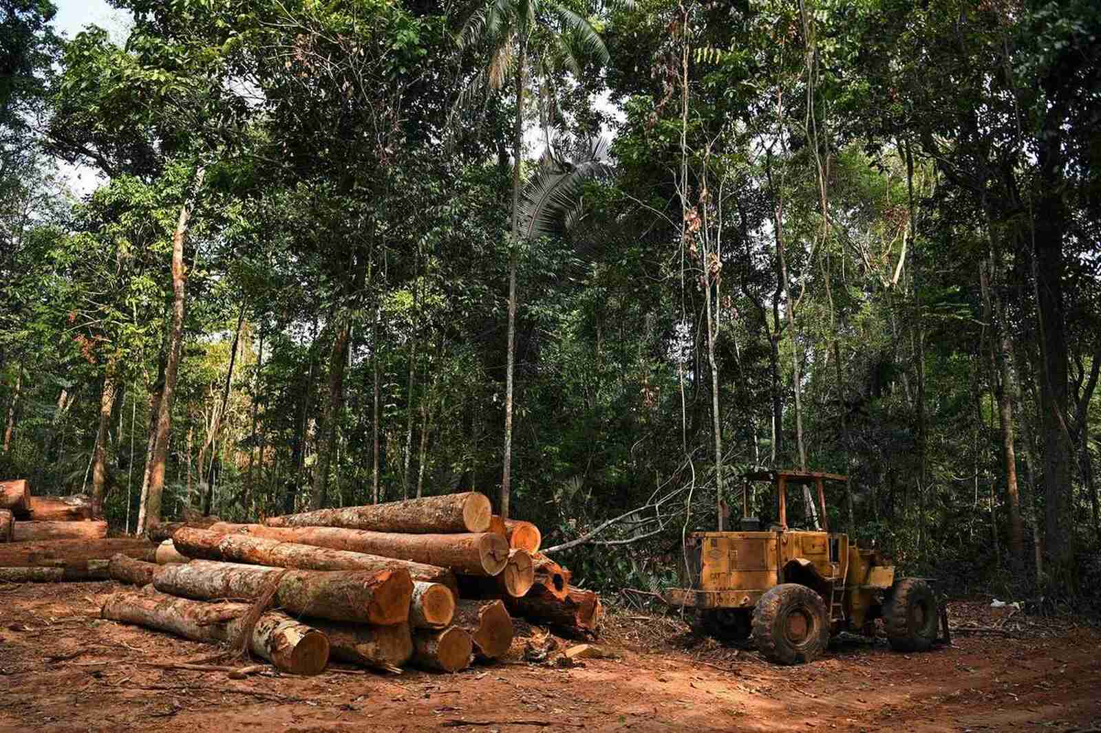 Aprovada quota para exploração florestal