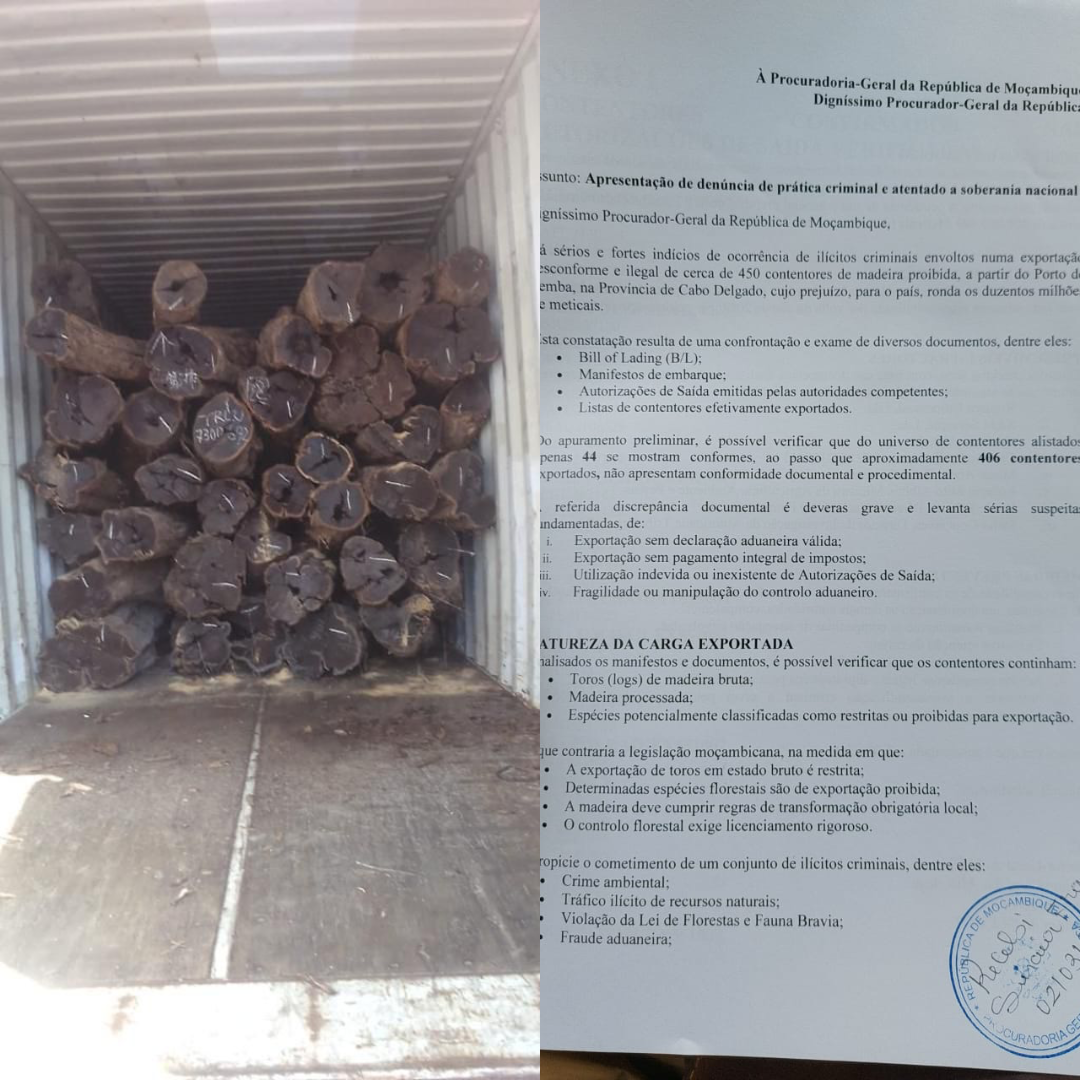 Cerca de 400 contentores de madeira exportados ilegalmente para China e Vietname
