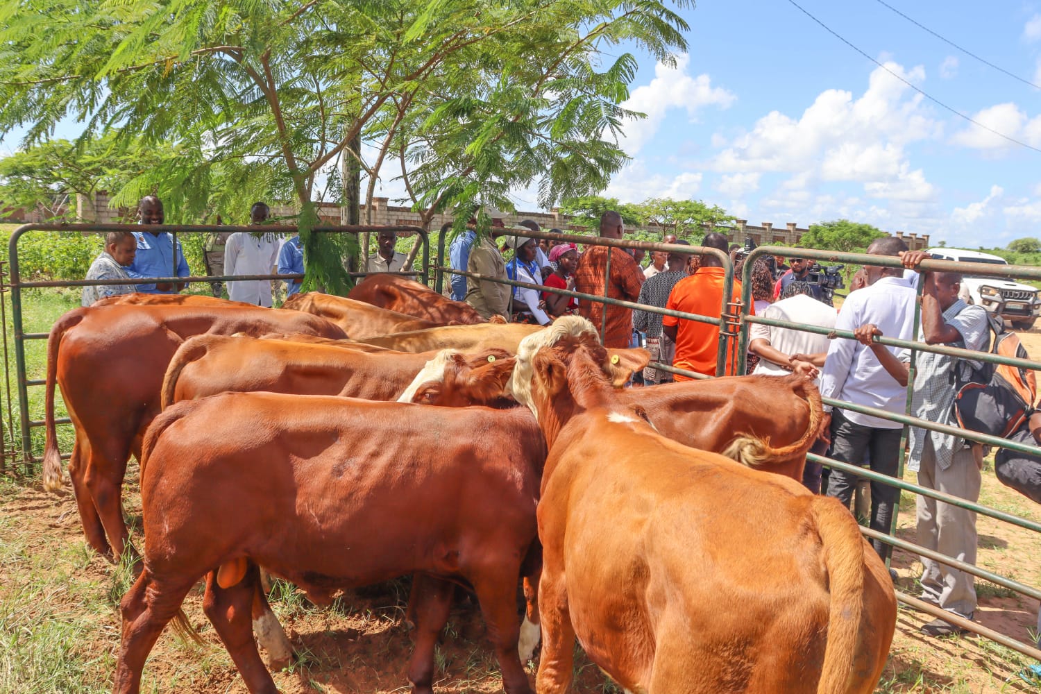 EM MAPUTO: Criadores de gado recebem espécie para melhoramento genético