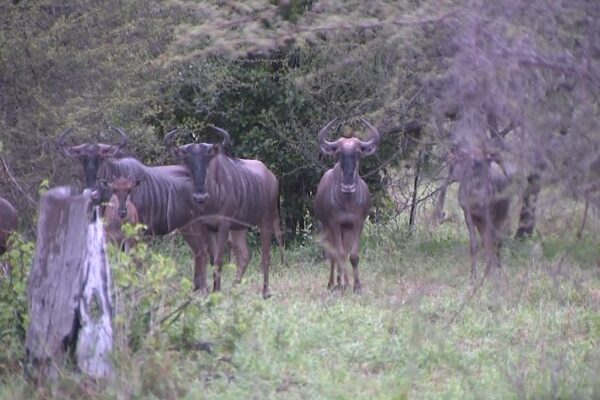 Furtivos flagrados com carcaças de animais no Parque do Zinave