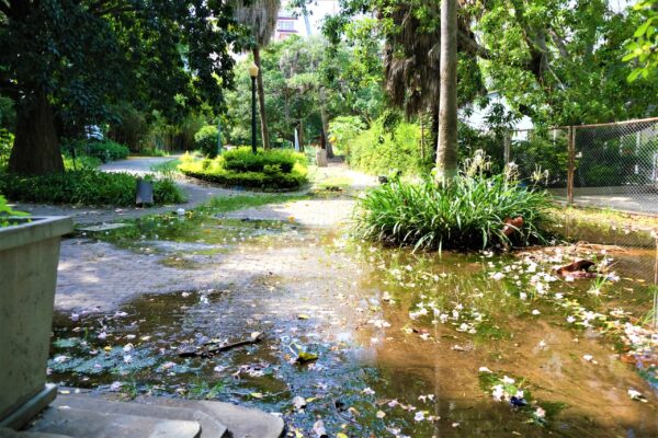 Jardim Tunduru: o pulmão está sufocado