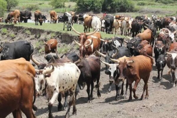 Menor desaparece durante pasto de gado em Maluana