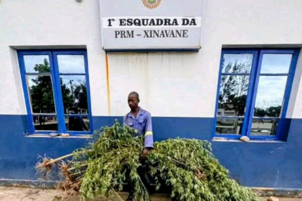 Plantou suruma no quintal