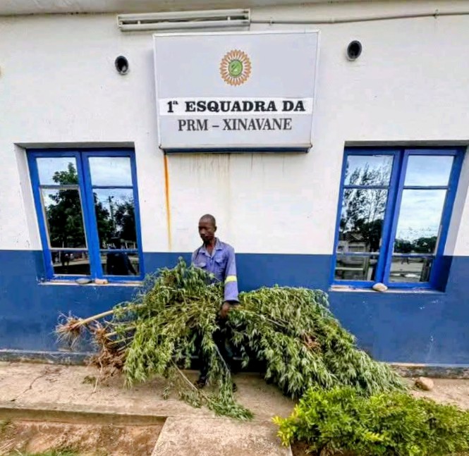 Plantou suruma no quintal