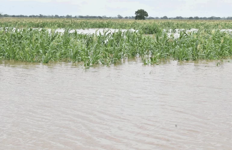 Transbordo do Rio Zambeze inunda milhares de hectares em Chemba