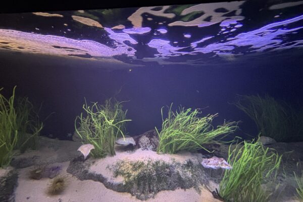 Um domingo no segundo maior oceanário da Europa