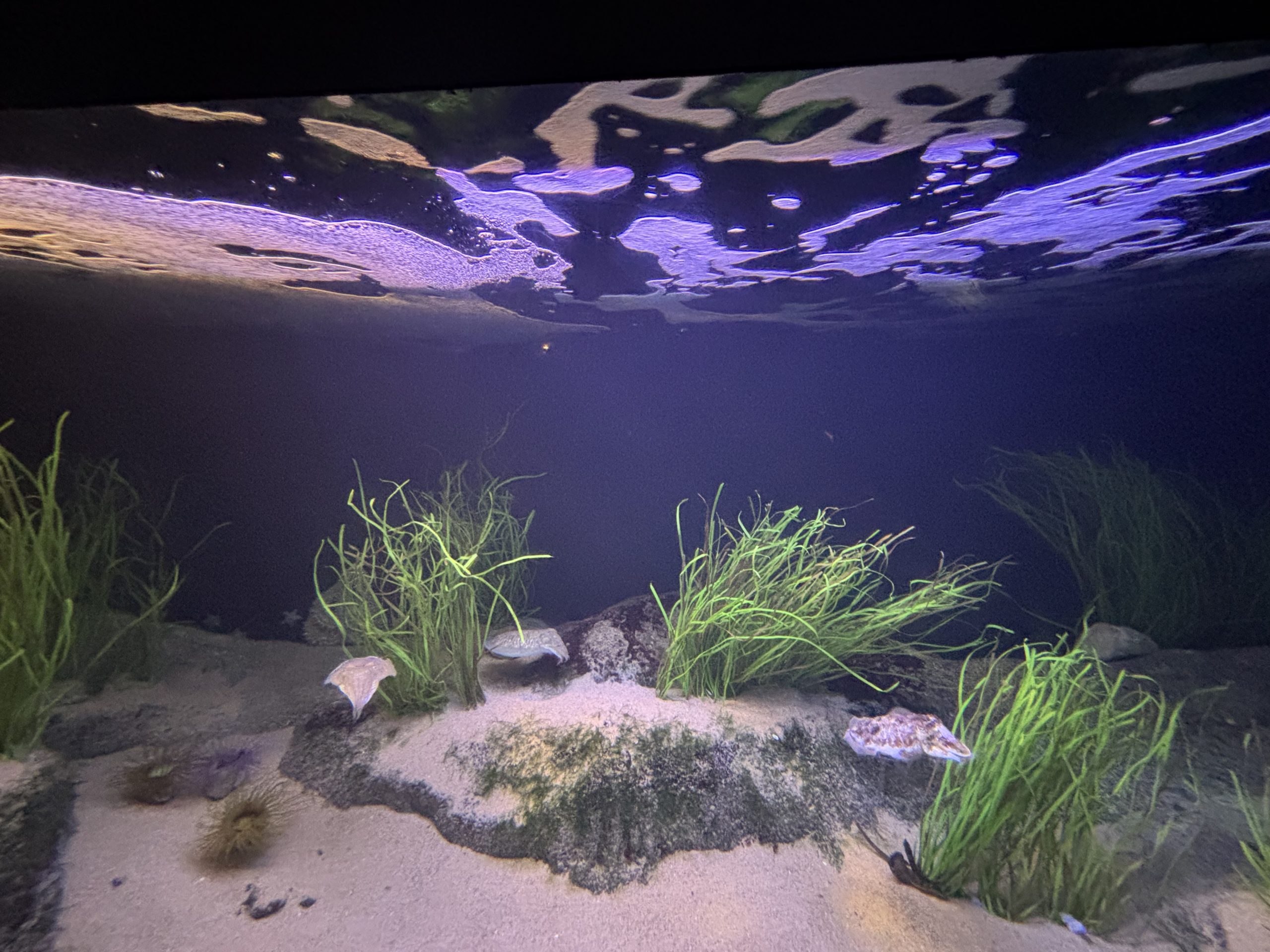 Um domingo no segundo maior oceanário da Europa