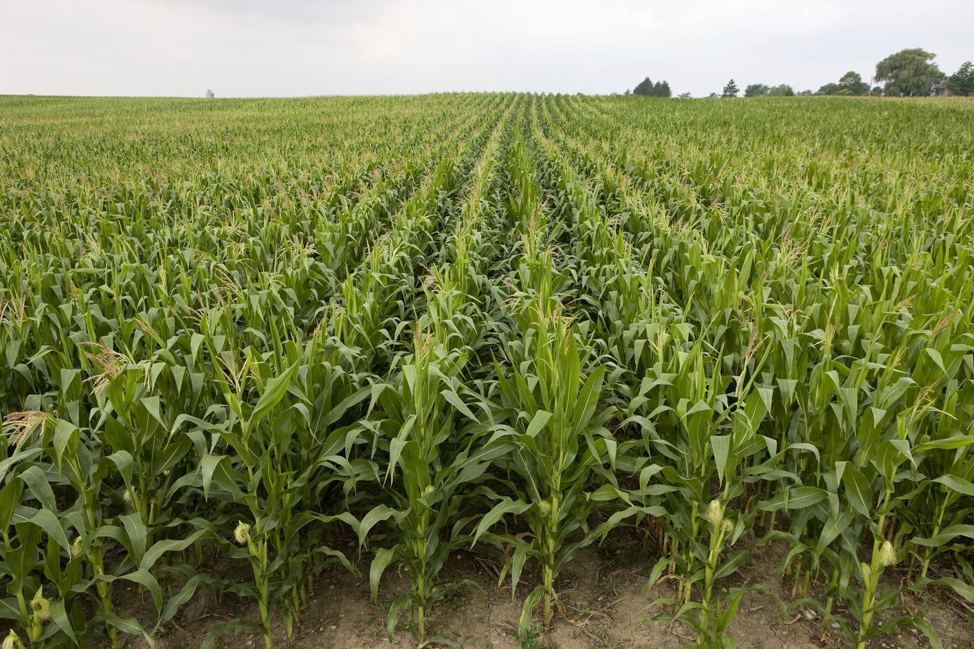 Zambézia arrecada mais de 20 mil milhões de meticais na campanha agrária