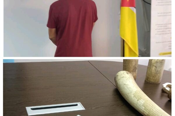 Cidadão chinês detido na posse de 200 kg de pontas de marfim